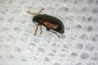 Crepidodera aureola