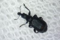 Deporaus betulae