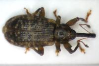 Dorytomus ictor