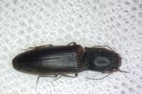 Hemicrepidius hirtus