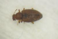 Melanophthalma