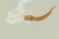 Melanophthalma