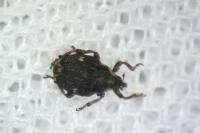 Nedyus quadrimaculatus