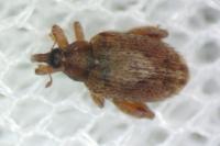 Orchestes quercus