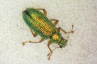 Polydrusus pterygomalis