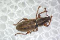 Polydrusus marginatus