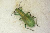 Polydrusus planifrons
