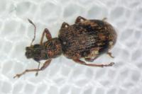 Polydrusus sparsus