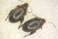 Psylliodes affinis