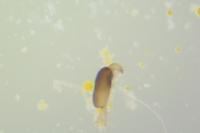 Psylliodes affinis