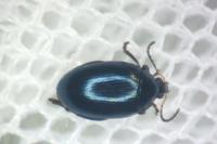 Psylliodes dulcamarae
