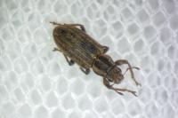 Sitona lineatus