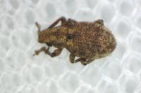 Strophosoma capitatum
