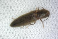 Synaptus filiformis