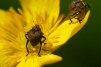 Mononychus punctumalbum