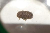 Xestobium rufovillosum