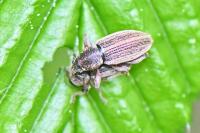 Polydrusus marginatus