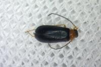 Anaspis frontalis