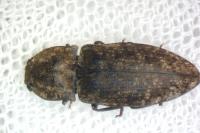 Agrypnus murinus