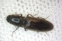 Athous haemorrhoidalis