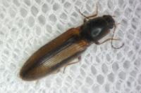 Athous vittatus