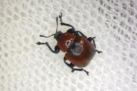 Attelabus nitens