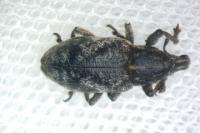 Cleonis pigra