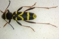 Clytus arietis