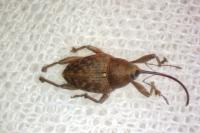 Curculio glandium
