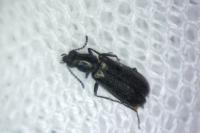 Dasytes aeratus