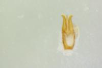 Nothodes parvulus