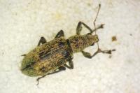 Polydrusus cervinus