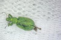 Polydrusus planifrons