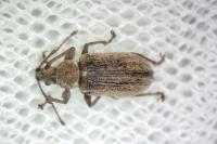 Phyllobius pyri