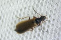 Rhagonycha lignosa