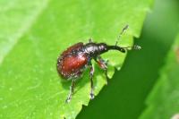 Tatianaerhynchites aequatus