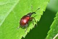 Tatianaerhynchites aequatus