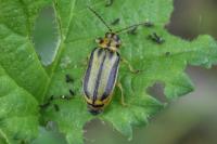 Xanthogaleruca luteola