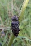 Agrypnus murinus