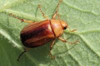 Rhizotrogus cicatricosus