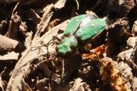 Cicindela campestris