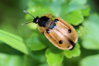 Dendroxena quadrimaculata