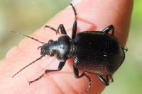 Calosoma inquisitor