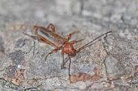 Phymatodes testaceus