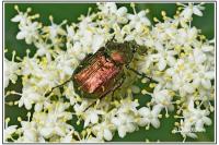 Gnorimus nobilis
