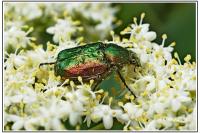 Gnorimus nobilis