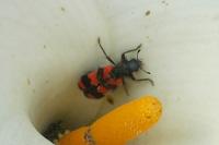 Trichodes apiarius