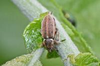 Polydrusus marginatus
