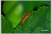 Cantharis livida