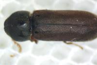 Ptilinus pectinicornis